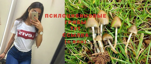 ПСИЛОЦИБИНОВЫЕ ГРИБЫ Заводоуковск
